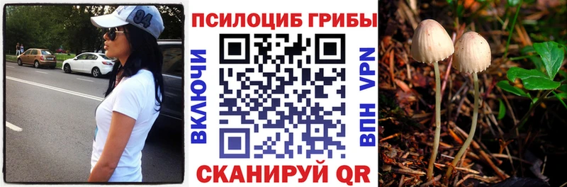 Псилоцибиновые грибы Psilocybine cubensis  Сокол 